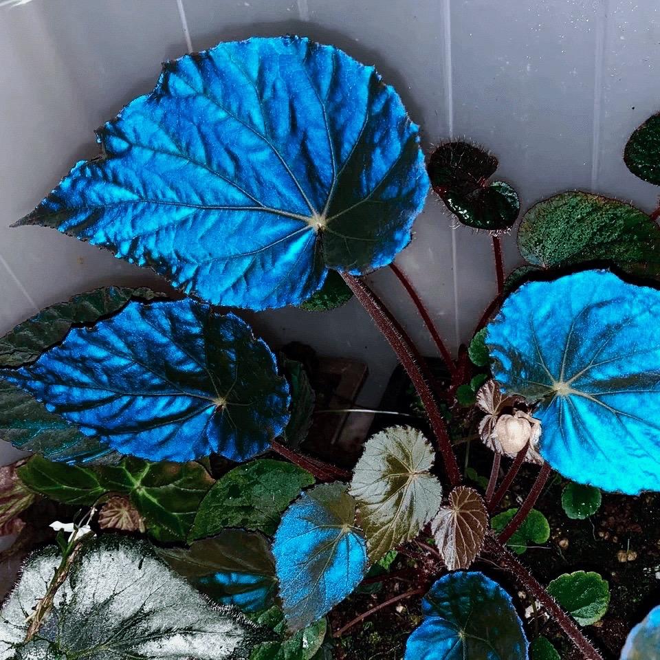 Blue Light Begonia Seeds