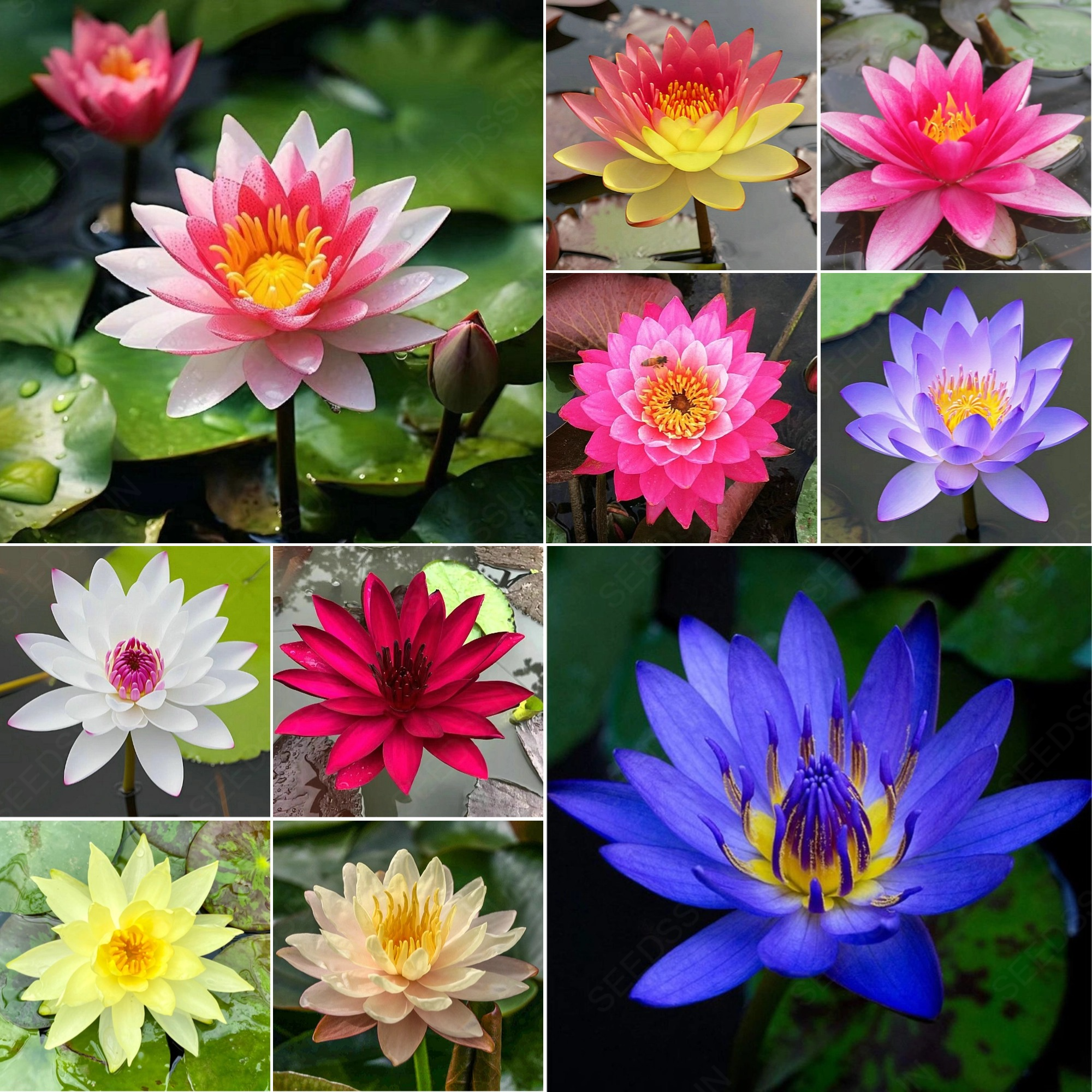 Water Lily Bulbs