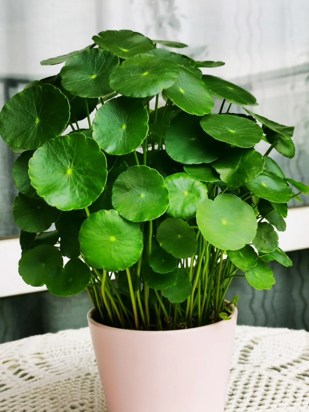 Water cultivation of copper money grass seeds to attract wealth