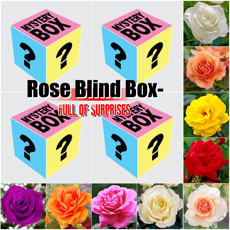 Selected Rose Seed Blind Box--Full Of Surprises and Accidents