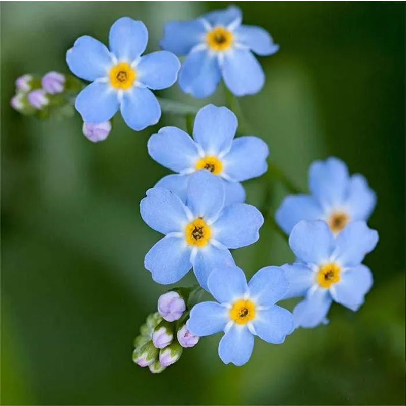 Myosotis (Forget-Me-Not) Seeds - Compindi