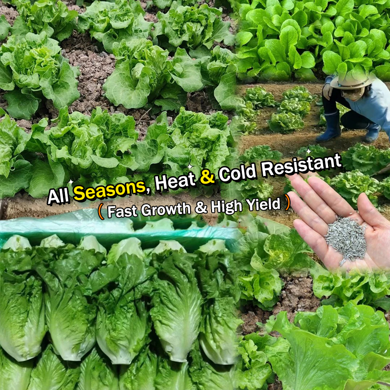 🥬 All Season Italian Lettuce