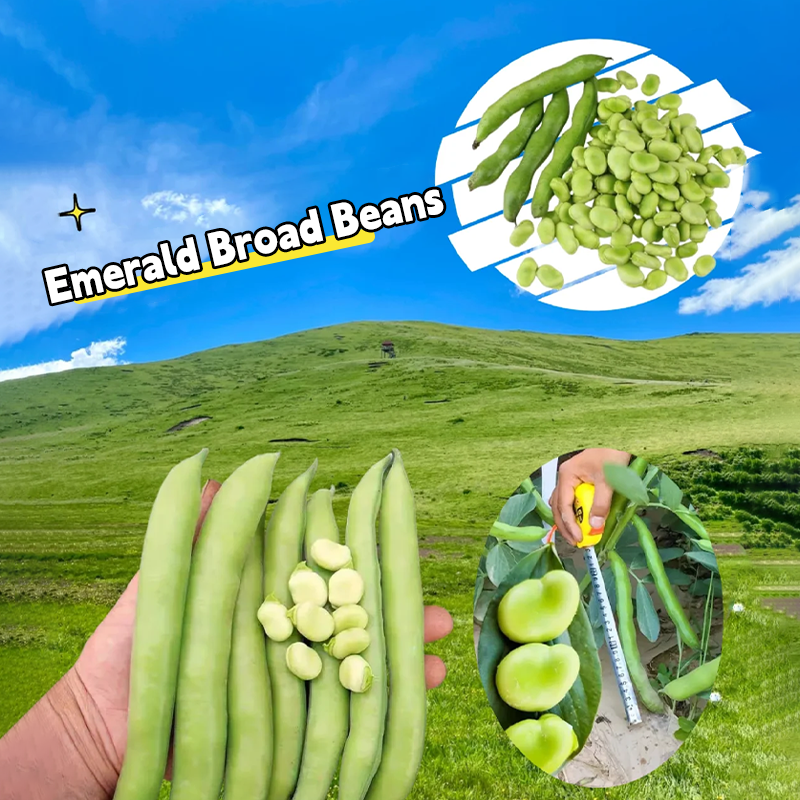 Emerald Broad Beans Seeds