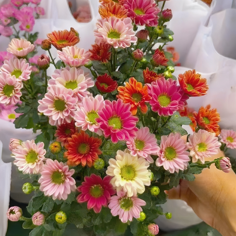 Bellis Perennis 'Mini Daisy' Seeds
