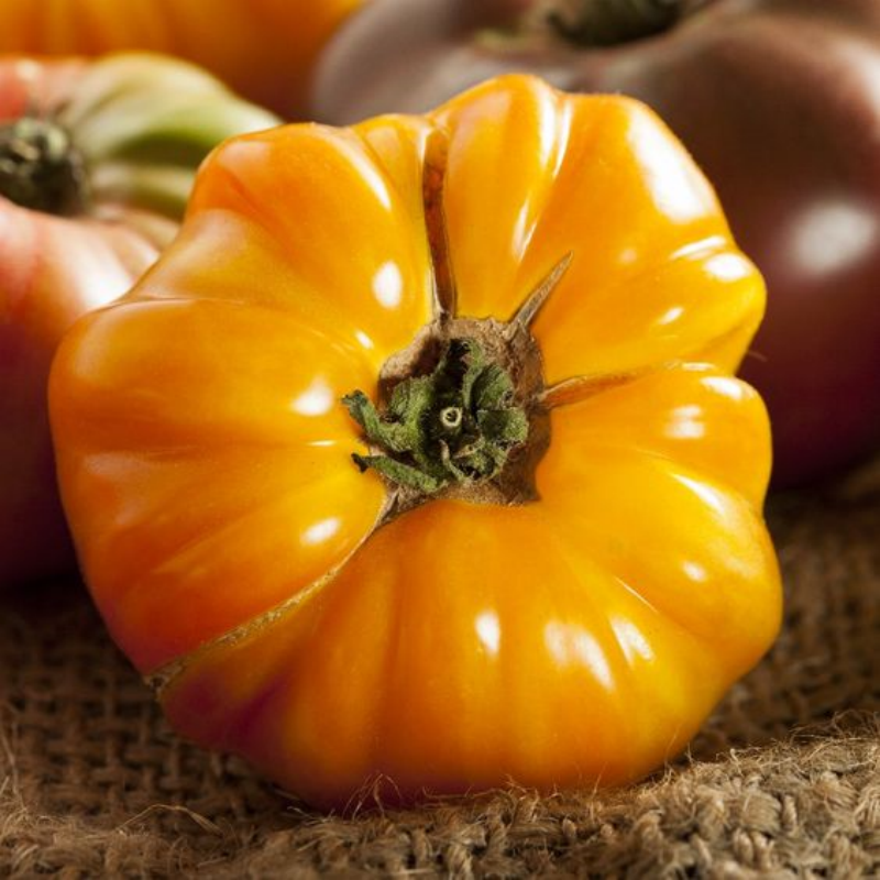 Amana Orange Heirloom Tomato Seeds - Large Tomato - One of The Most Delicious Tomatoes for Home Growing