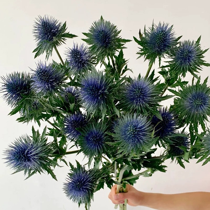 Kenya Eryngium Seeds