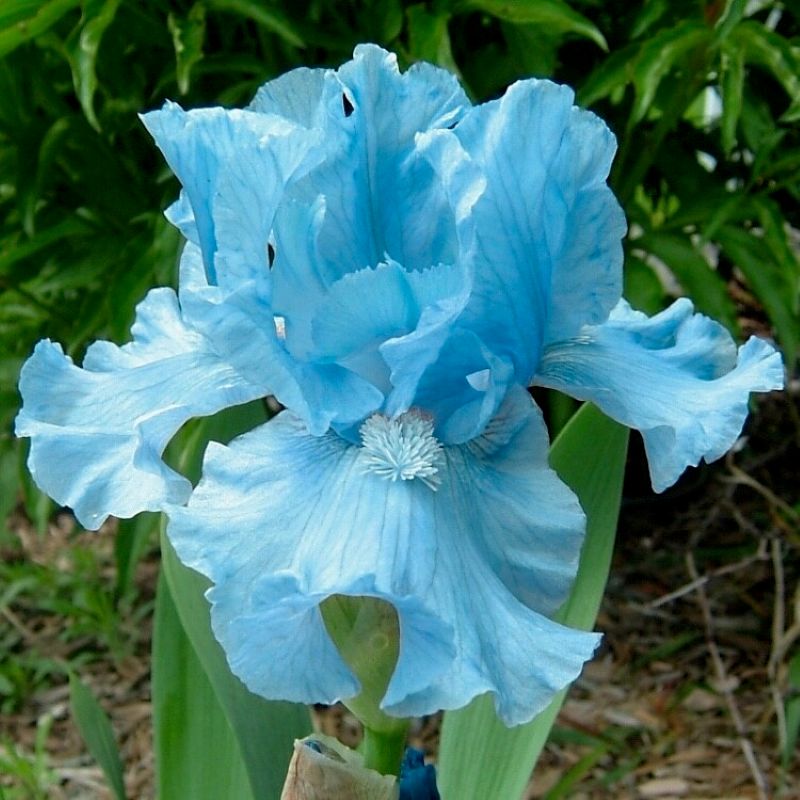  Alpine Blue Iris Bulbs