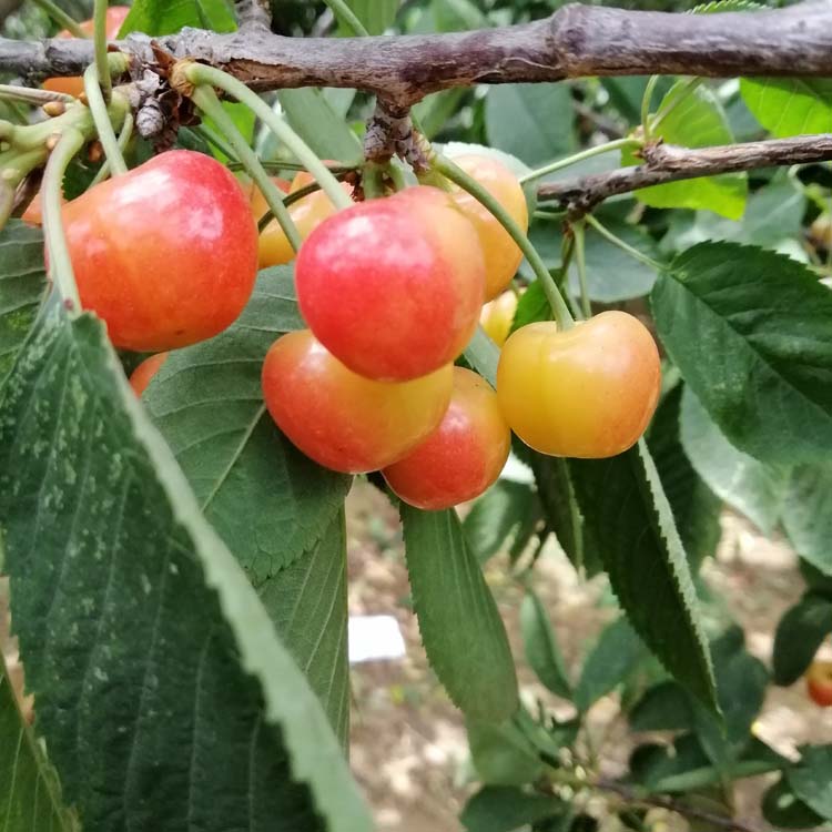 Rainier cherry Planting Guidelines