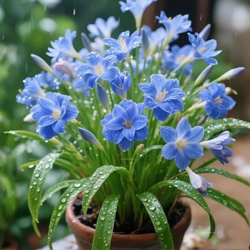 Narcissus Bulbs