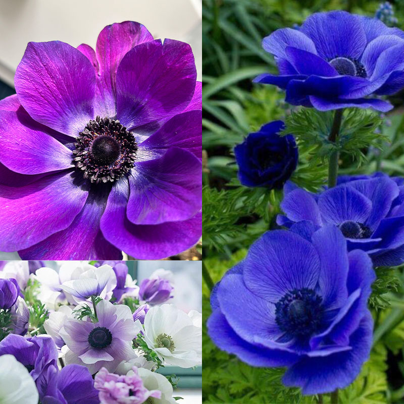Anemone Mona Lisa Seeds