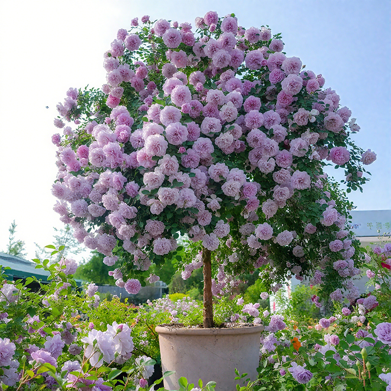 Lollipop Rose 🌺🍭