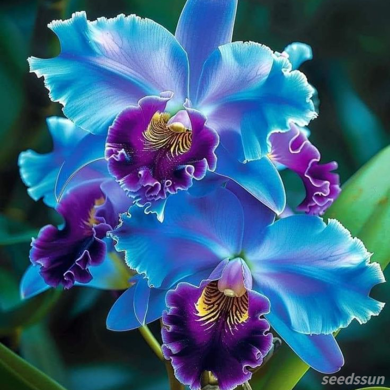 Cattleya Orchid Seeds