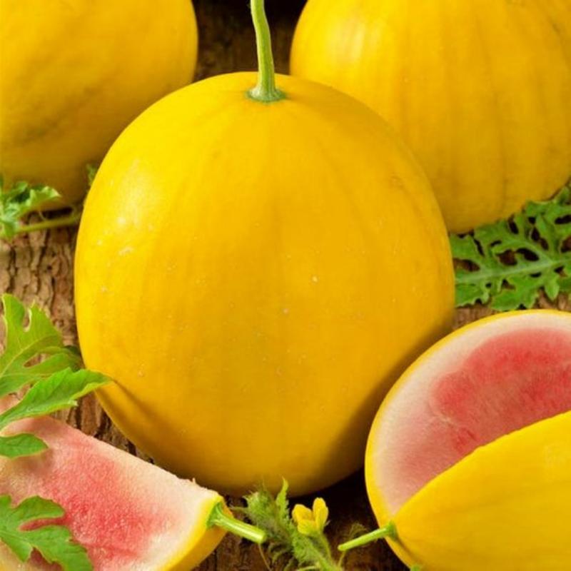☀️ Golden Midget Watermelon Seed for Planting - Non-GMO 