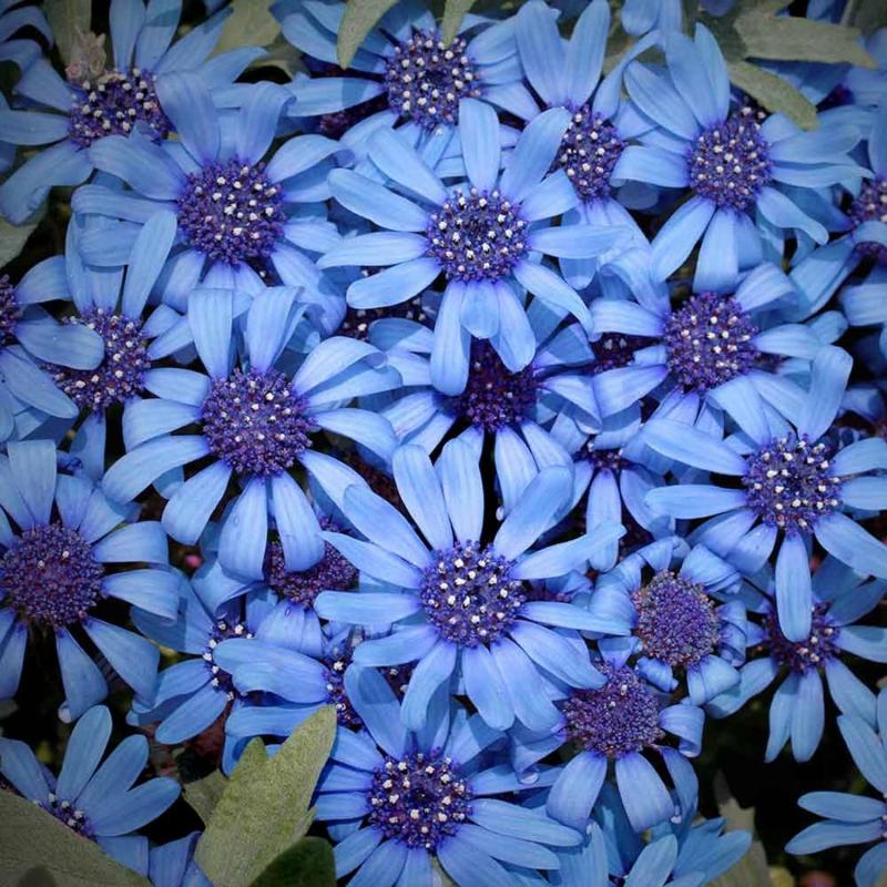 💙True Blue Daisy,Felicia Heterophylla,Kingfisher Daisy