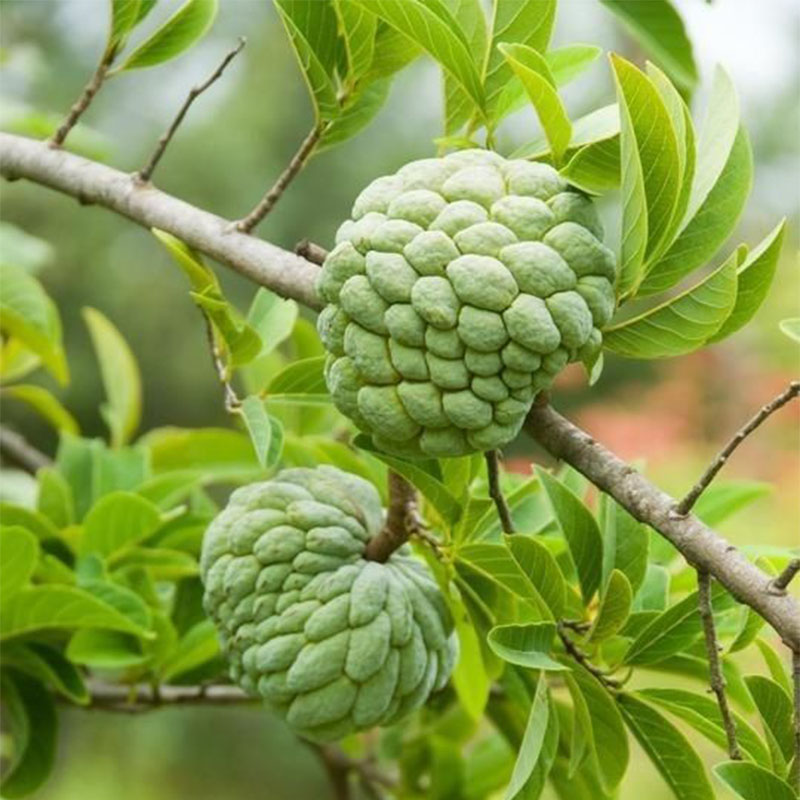 Custard Apple Annona Squamosa Seeds - Sugar Apple, Sweetsop