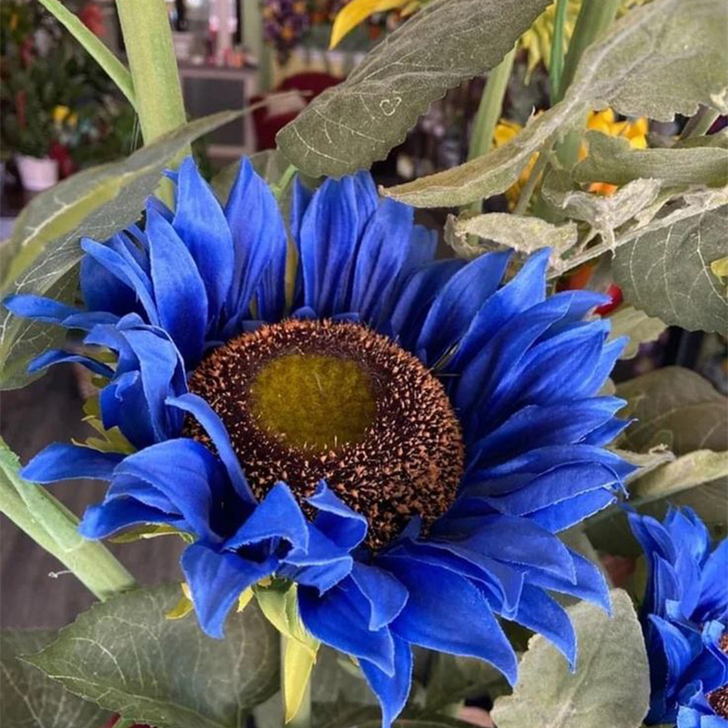 🌻🌻Special Rare Color Dark Blue Sunflower Seeds Garden Grown Colorful Rare Bonsai Ships from California