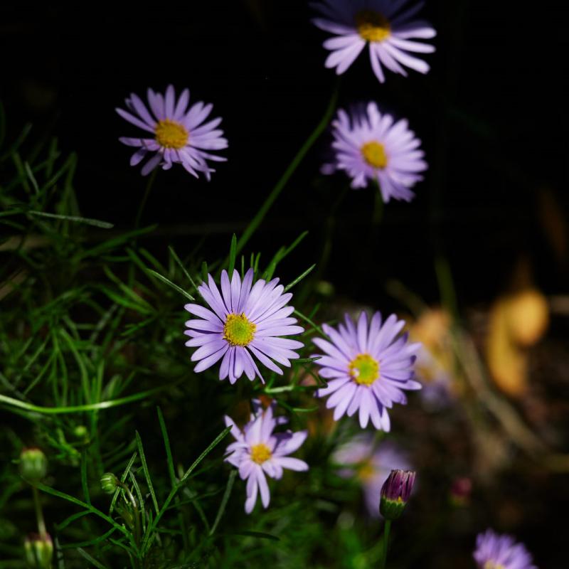 Splendour Blue Swan River Daisy