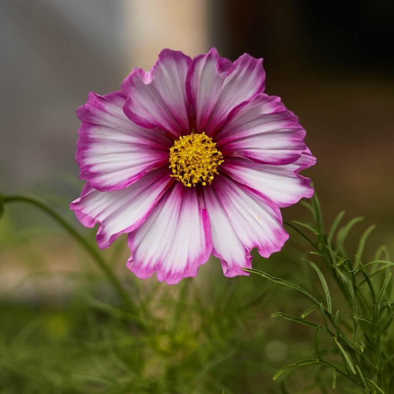 🍬Cosmos Sensations Candy Stripe Flower Seeds 🐝