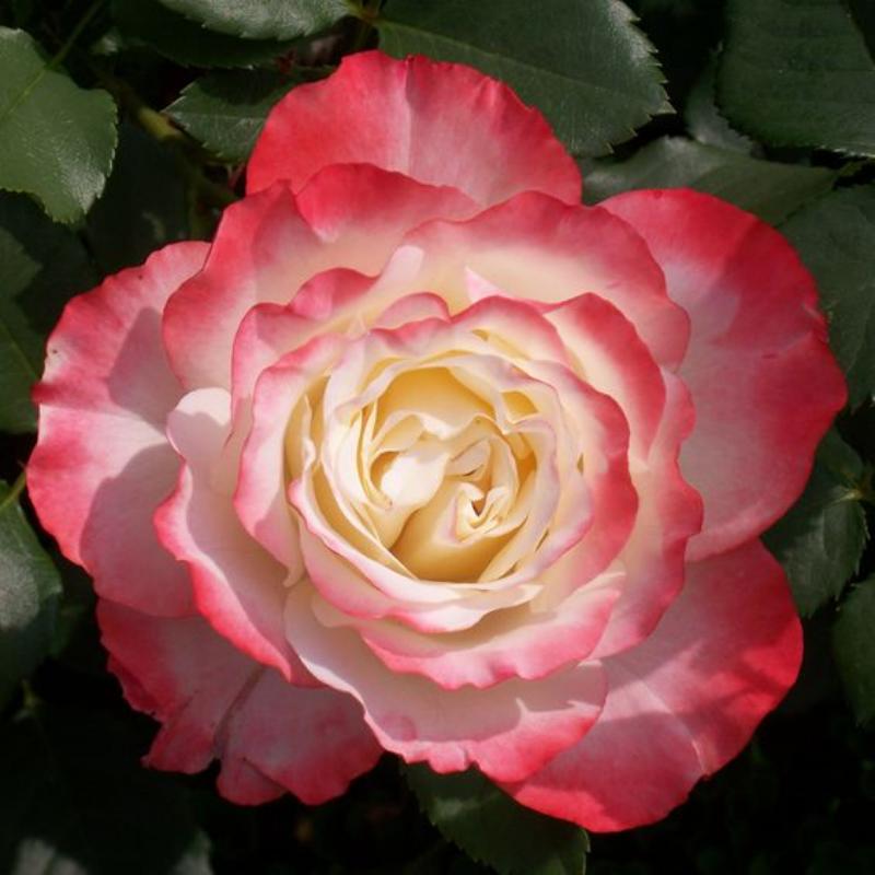 🌹Cherry Parfait™ Grandiflora Rose Seeds🍒