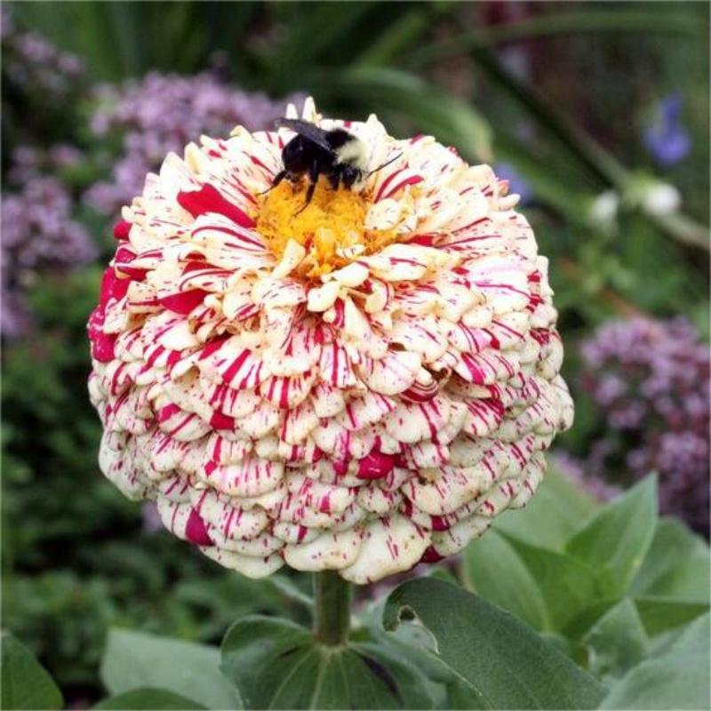 🌸Rare Zinnia Seeds-Flower Seeds