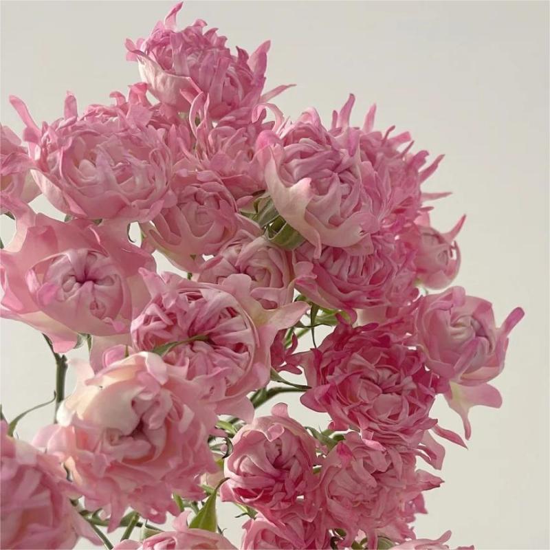 🩷Rare Pink Kite Roses-Flower Seeds 