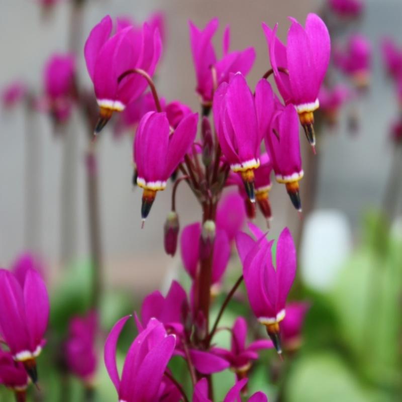  🌠Red Wings Shooting Star-Flower Seeds🪽