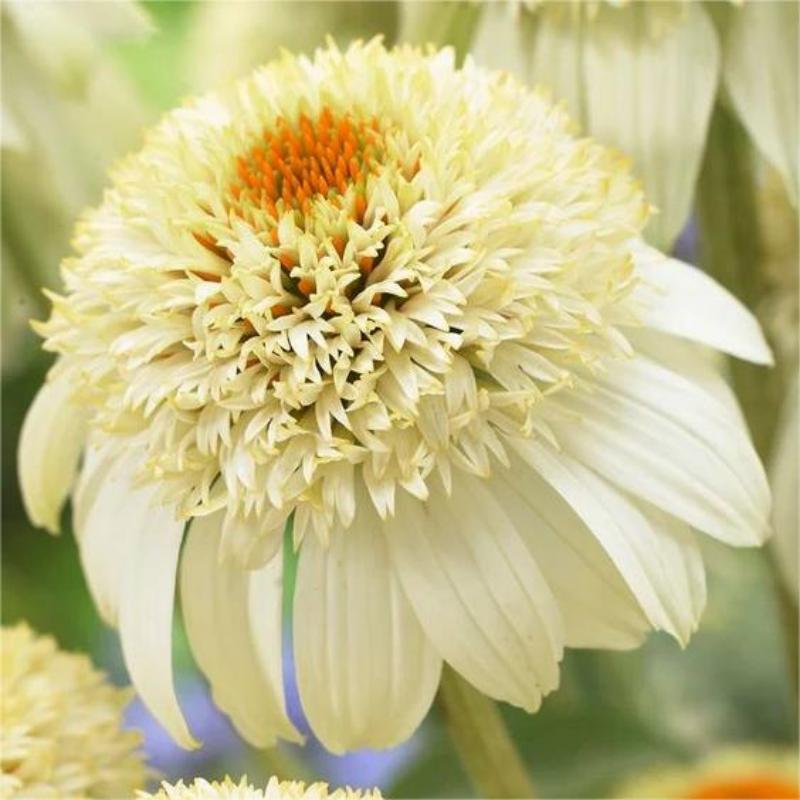 ❣️Organic Echinacea Purpurea-🟡Purple Coneflower Seeds