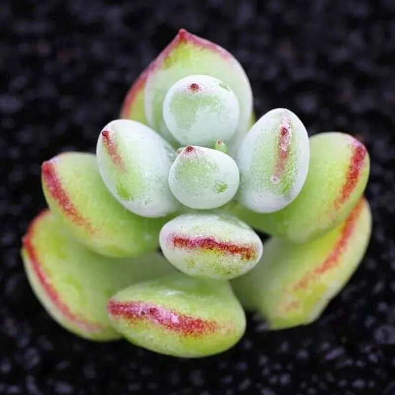 Cotyledon pendens seeds