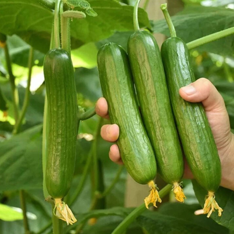 Prickly Fruit Gherkin Seeds