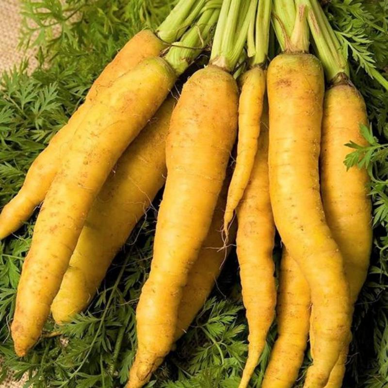 🥕Solar Yellow Carrot Seeds | NonGMO Heirloom 2024 Season Fast Shipping