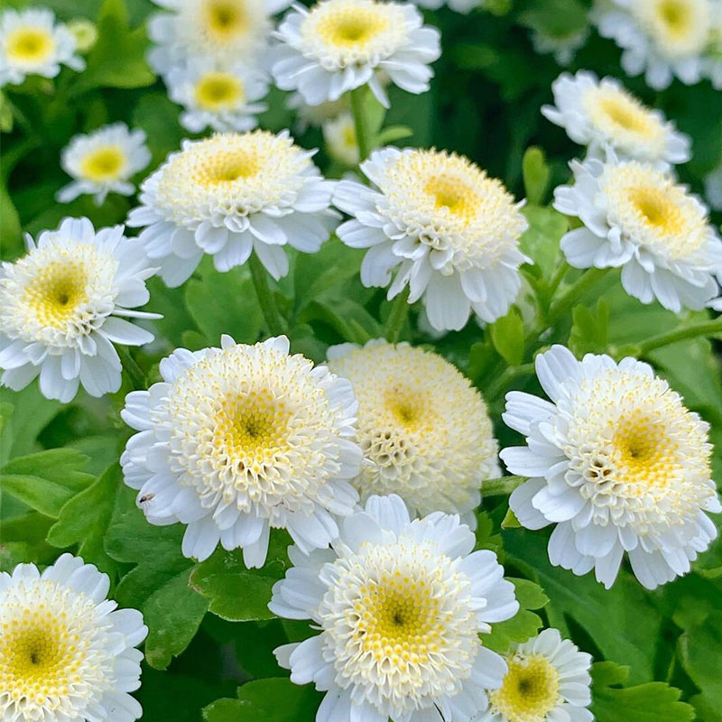 Piania Breviglossum Seeds