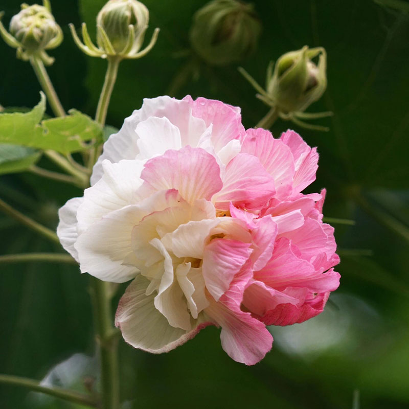 Hibiscus Flower Seeds