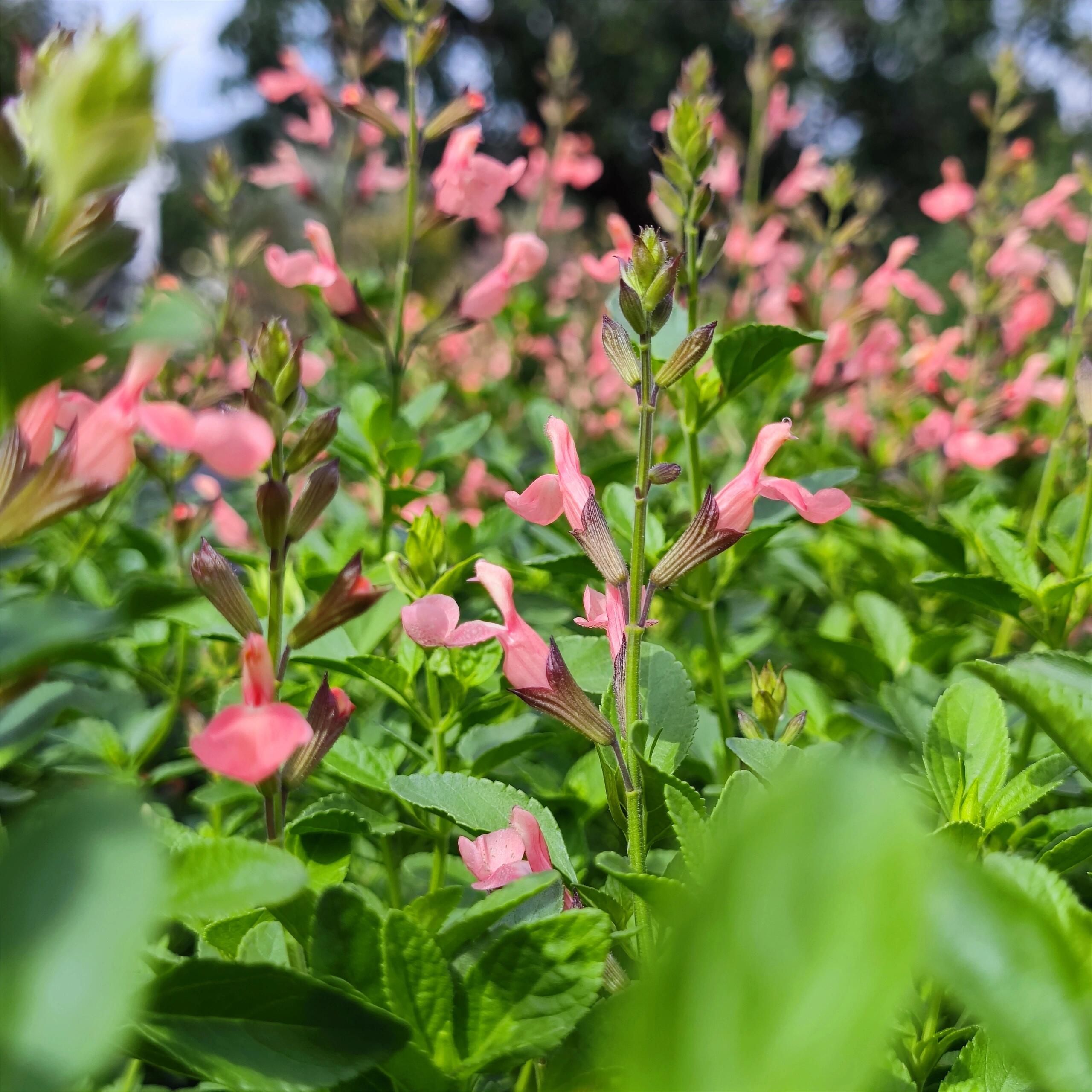 Multi-Species Sage Seeds