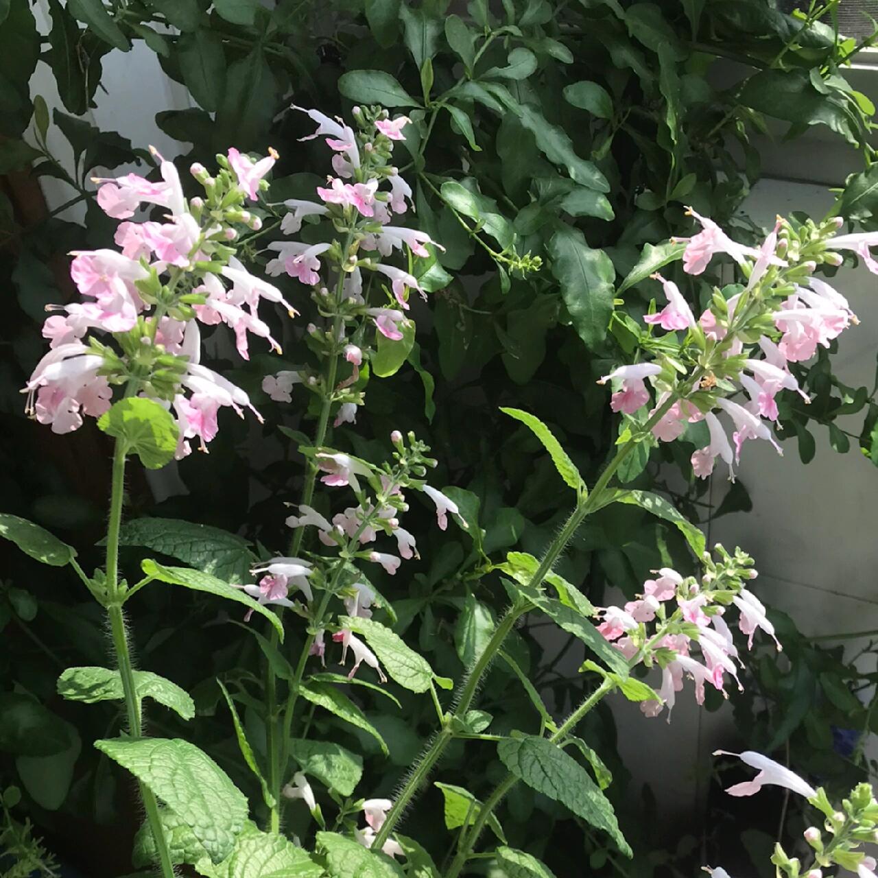 Multi-Species Sage Seeds