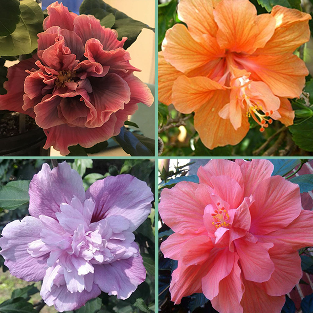 Giant bicolor hibiscus seeds