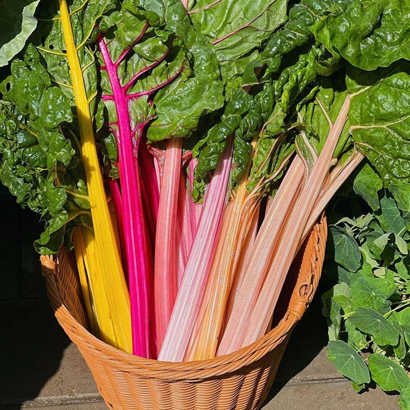 Swiss Chard Seeds - Rainbow Mixture Non-GMO Heirloom 50% OFF