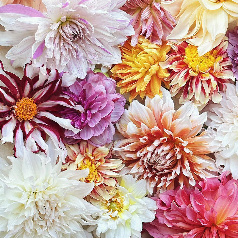 Polychromatic Dahlia Seeds