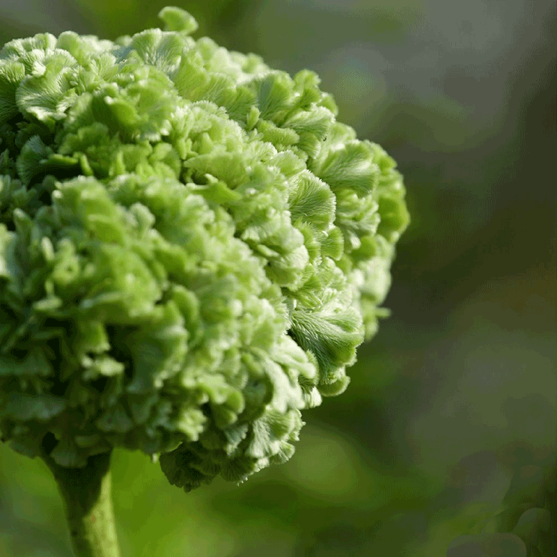 Multicolor Spherical Cockscomb Seeds