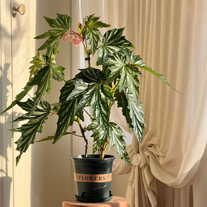 Aconite Mixed Begonia Seeds