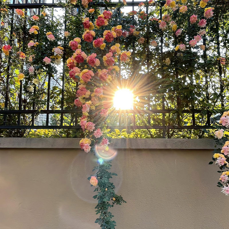 Vine Rainbow Rose Seeds