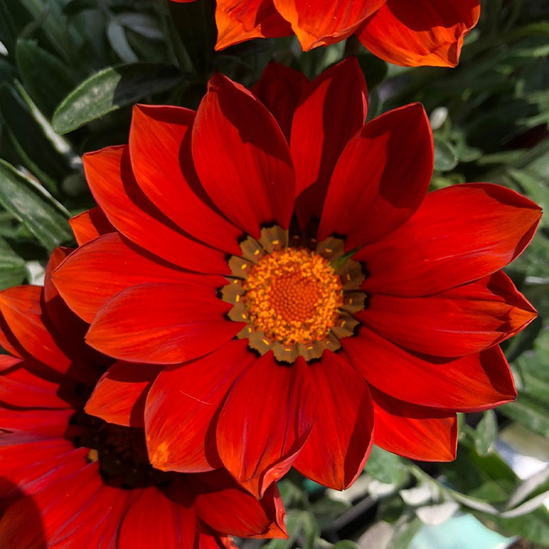 Medal Chrysanthemum Seeds