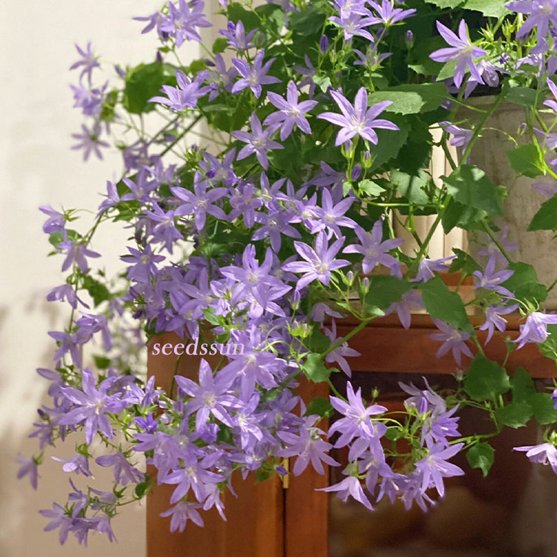 Hang Bellflower Seeds