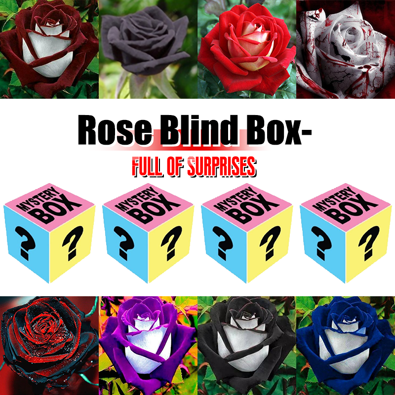 Selected Rose Seed Blind Box--Full Of Surprises and Accidents