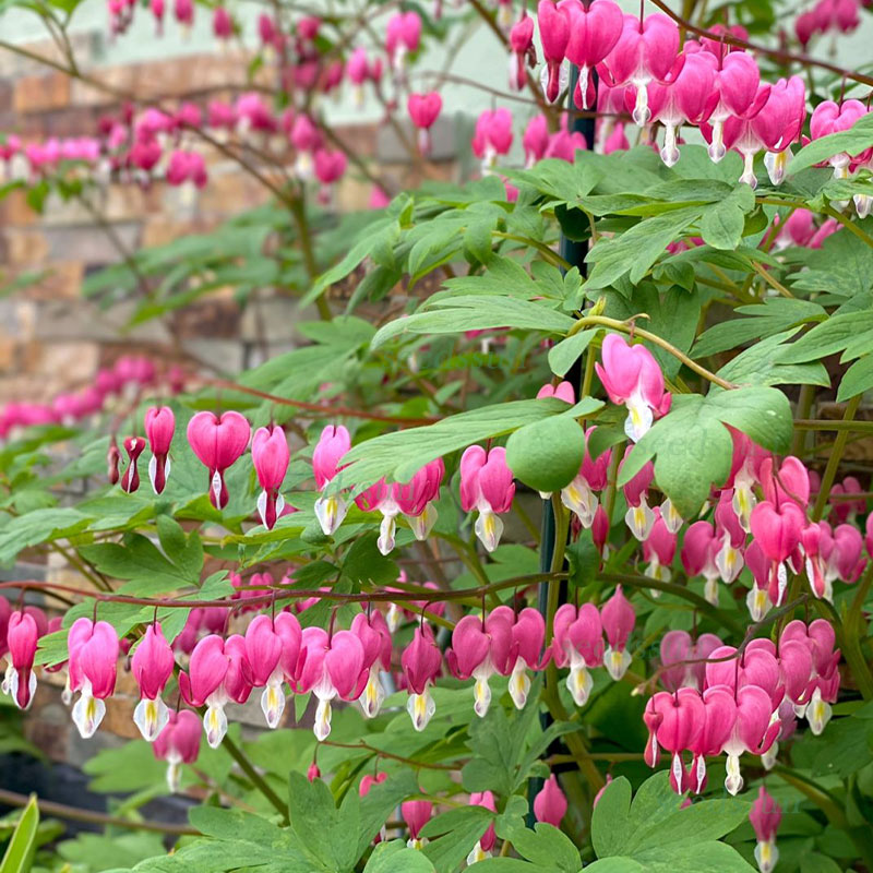 Purse Peony Seeds