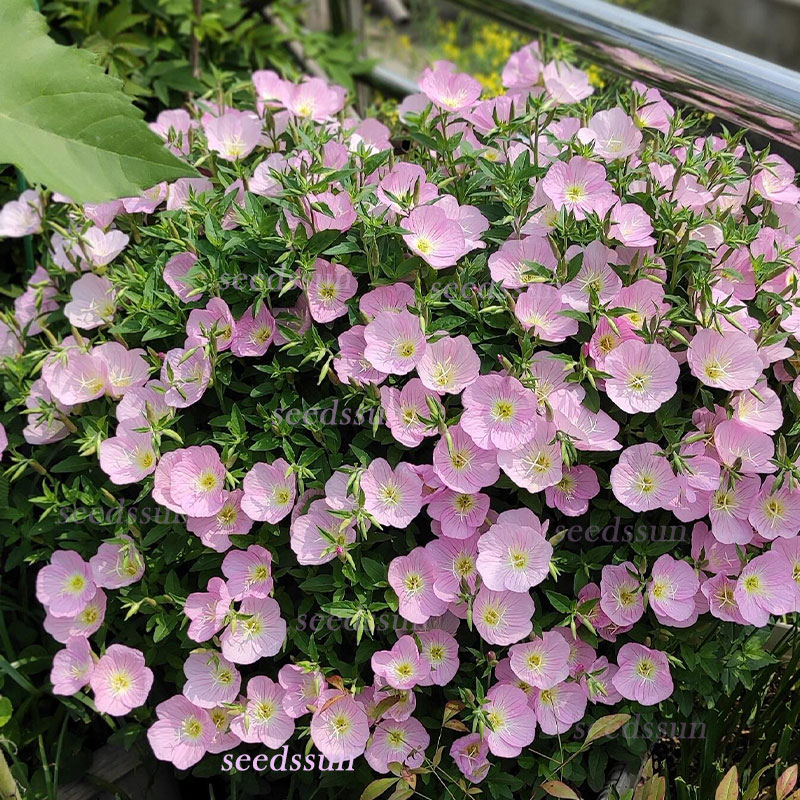 Beautiful Evening Primrose Seeds
