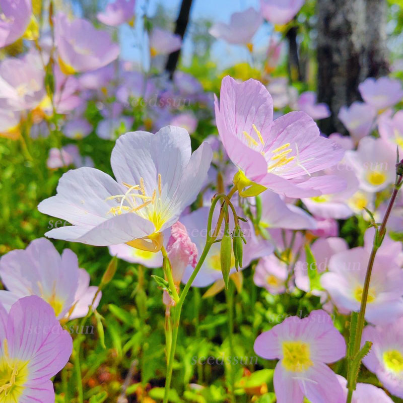 Beautiful Evening Primrose Seeds