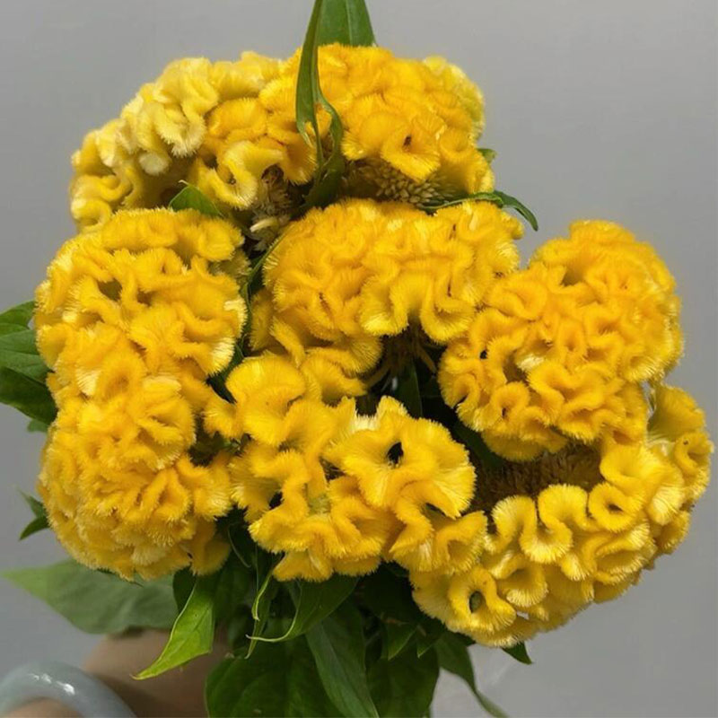 Multicolor Spherical Cockscomb Seeds