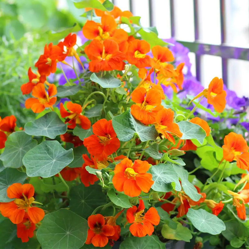 Nasturtium Seeds