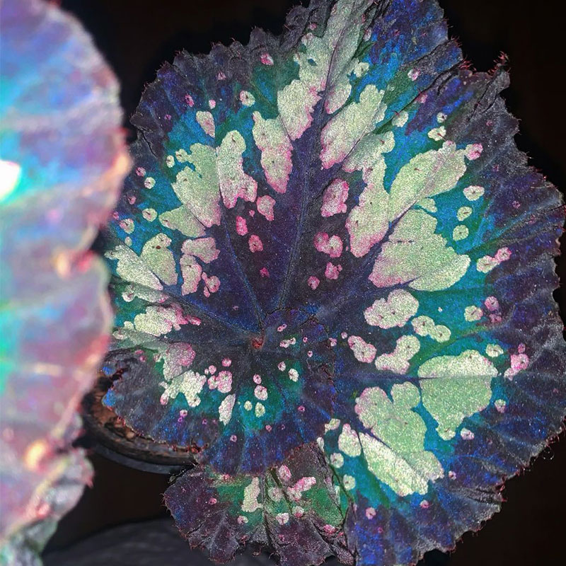 Blue Light Begonia Seeds