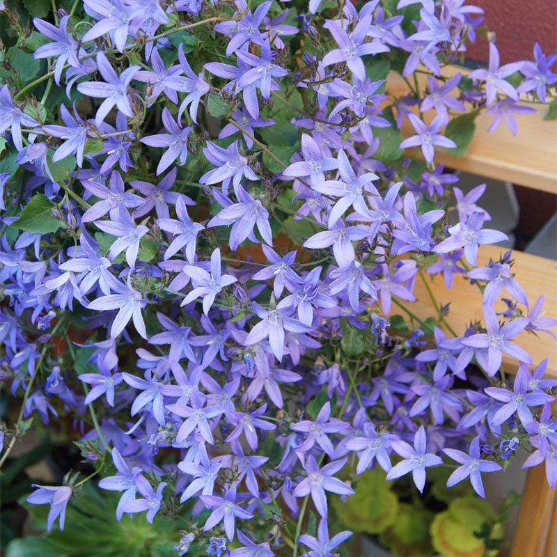 Hang Bellflower Seeds